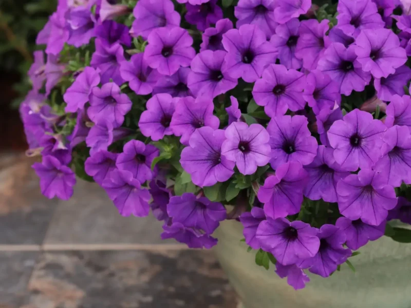 Supertunia Mini Vista Blue Violet
