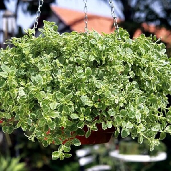 Oregano dwukolorowe - obrazek 2