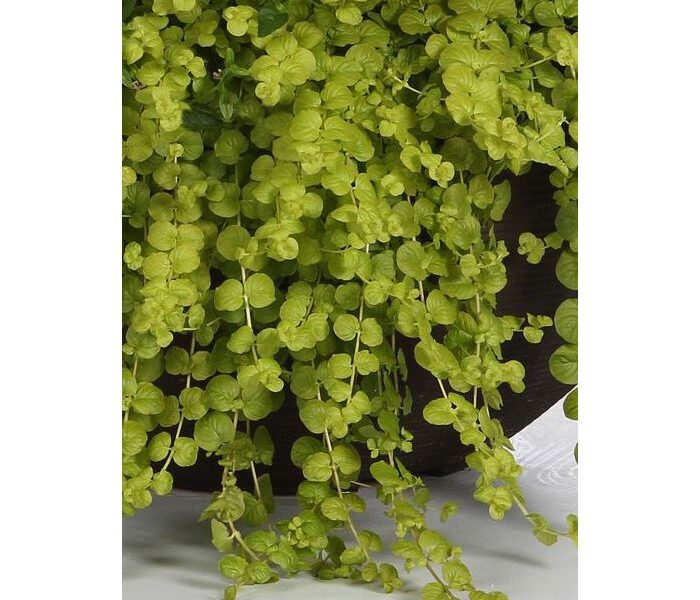 Tojeść rozesłana Bylina ozdobna