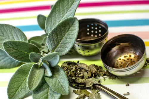 Szałwia lekarska - obrazek 2