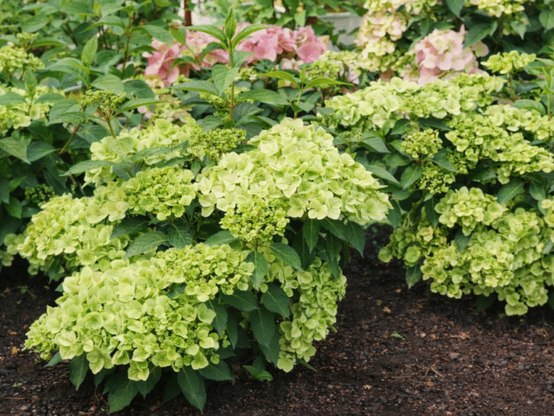Hortensja Fairytrail Green