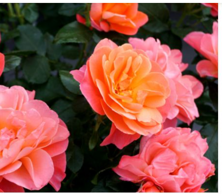 Róża Candy Sugar NOWOŚĆ! Cukierkowa Piękność!