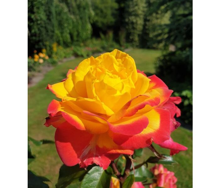 Róża  Twister Select DWUKOLOROWE PŁATKI*