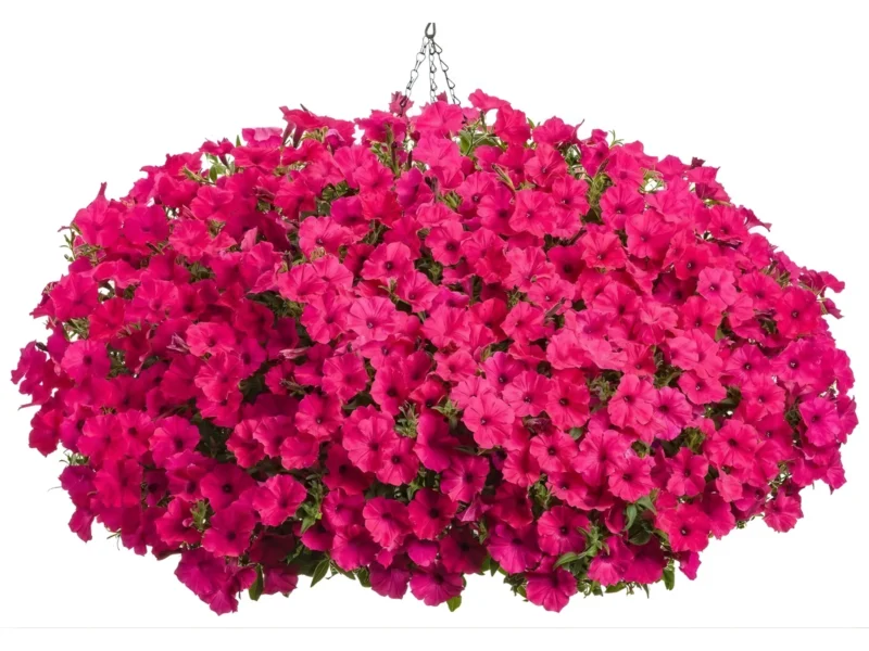 Supertunia Vista Fuchsia Nowość